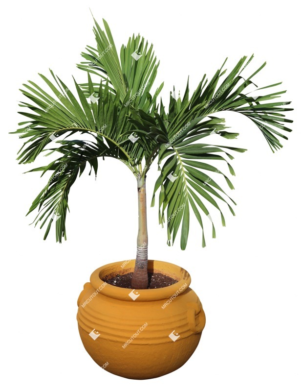 Cut out palm potted tree tree adonidia merrillii cut out vegetation (19934)