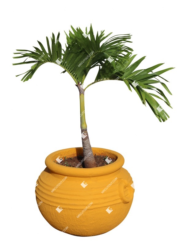 Cutout palm potted tree tree adonidia merrillii cut out vegetation (18938)