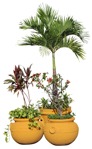 Palm potted tree tree potted flower  (18707) - miniature