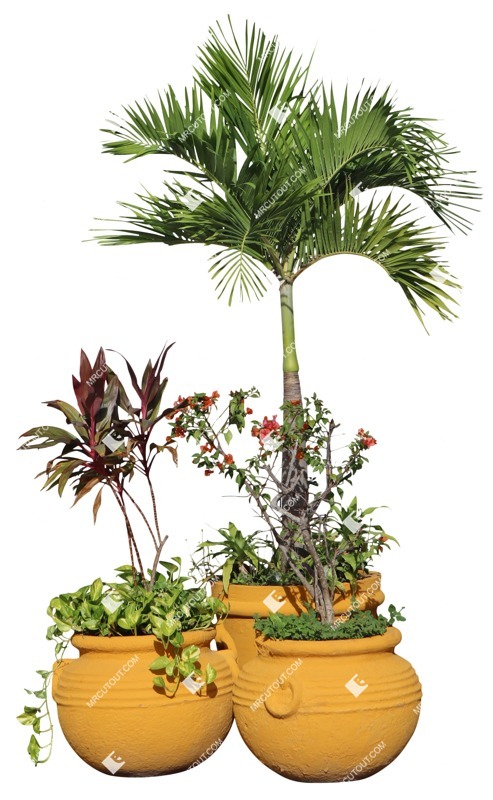 Png palm potted tree tree potted flower cut out vegetation (18707) Png palm potted tree tree potted flower cut out vegetation (18707)