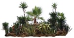 Cutout palm succulent cut out vegetation (16838) - miniature