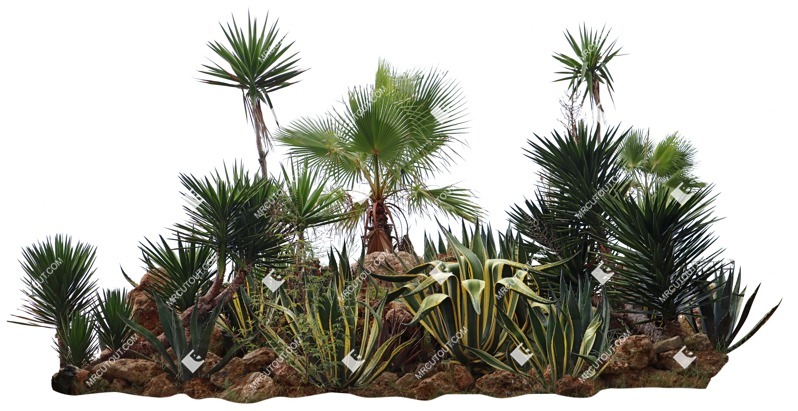 Cutout palm succulent cut out vegetation (16838)