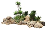 Png palm succulent cut out vegetation (17595) | MrCutout.com - miniature
