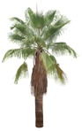 Png palm trachycarpus fortunei vegetation png (17550) | MrCutout.com - miniature