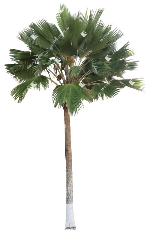 Cut out palm tree pritchardia pacifica png vegetation (19420)