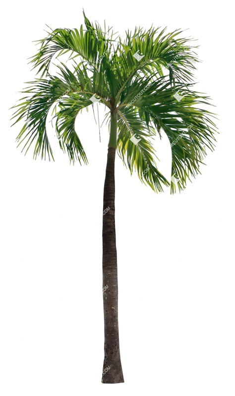 Png palm tree adonidia merrillii cut out vegetation (19343) Png palm tree adonidia merrillii cut out vegetation (19343)