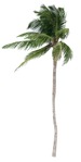 Palm tree cocos nucifera  (18823) - miniature