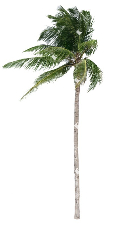 Png palm tree cocos nucifera png vegetation (18823)