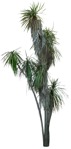 Png palm tree dracaena marginata plant cutouts (14147) - miniature