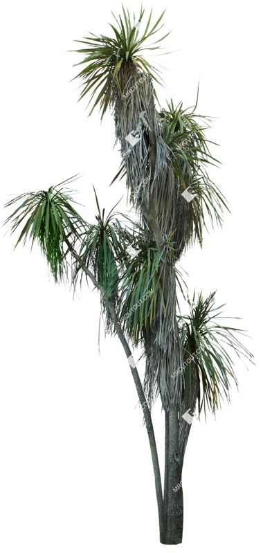 Png palm tree dracaena marginata plant cutouts (14147)