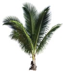Cutout palm tree hyophorbe lagenicaulis plant cutouts (18706) - miniature