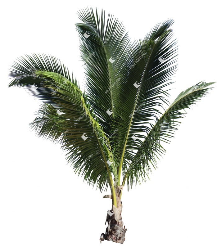 Cutout palm tree hyophorbe lagenicaulis plant cutouts (18706)