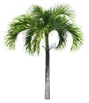 Png palm tree roystonea regia png vegetation (18648) - miniature