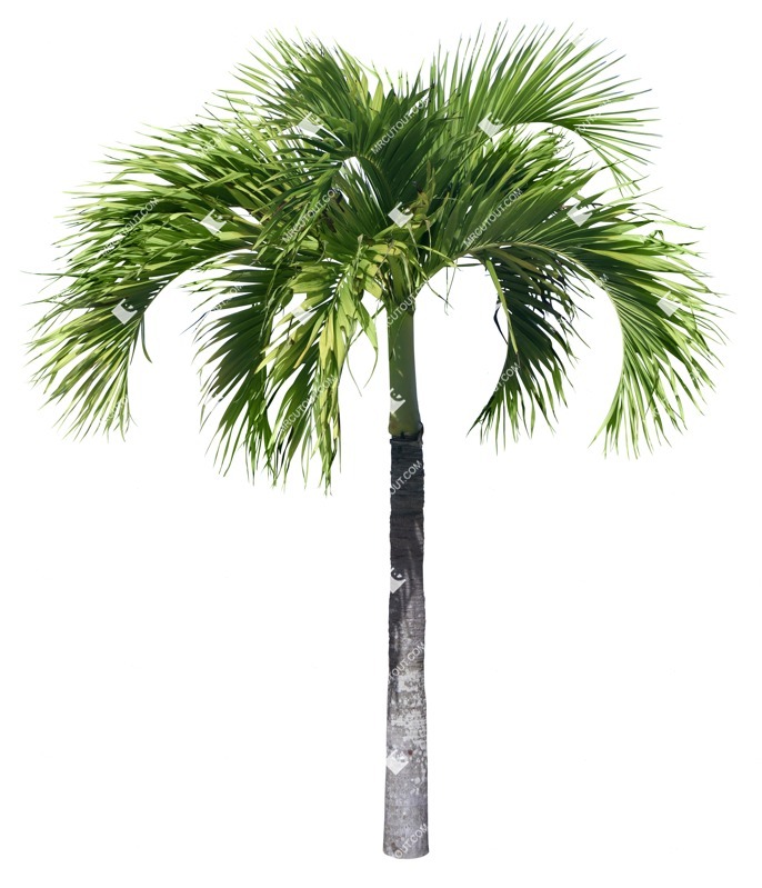 Png palm tree roystonea regia png vegetation (18648)