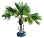 Cut out palm tree washingtonia robusta png vegetation (19039) - miniature