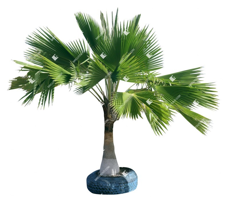 Cut out palm tree washingtonia robusta png vegetation (19039)