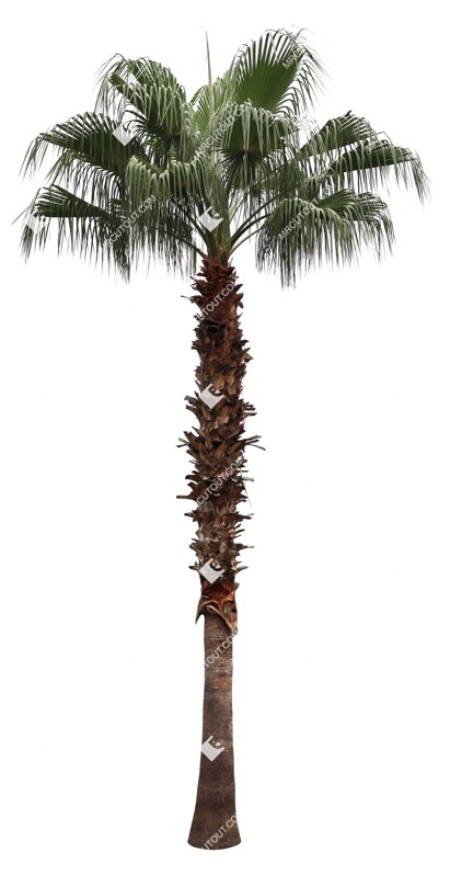 Cut out palm washingtonia robusta vegetation png (16685)