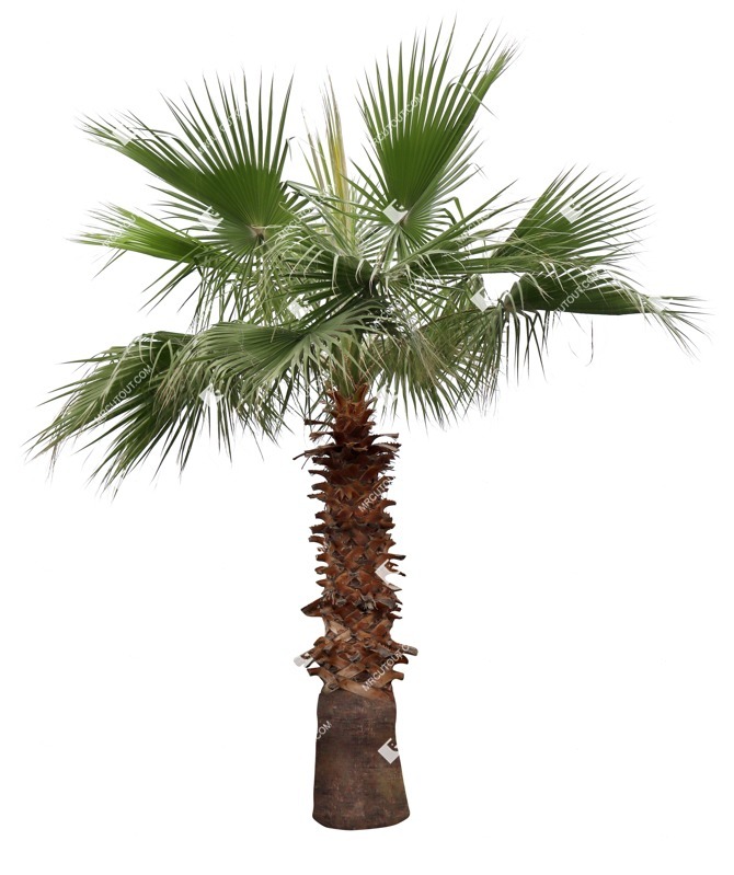 Cutout palm washingtonia robusta vegetation png (16954)