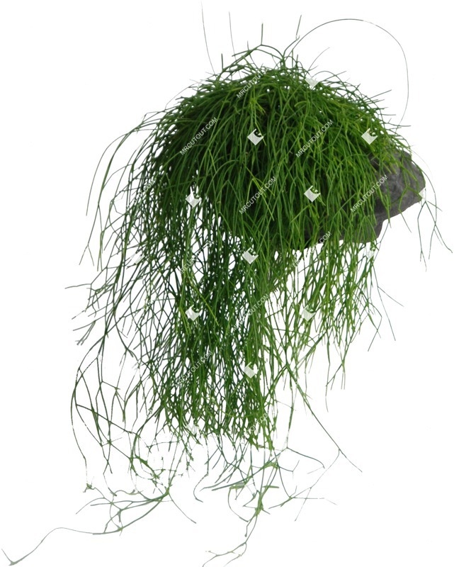 Cutout potted flower png vegetation (438)