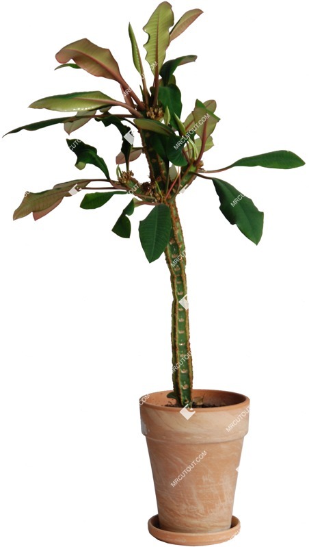 Png potted flower png vegetation (362)