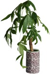 Cut out potted flower png vegetation (223) - miniature
