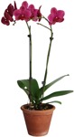 Png potted flower png vegetation (225) - miniature
