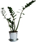 Cut out potted flower png vegetation (229) - miniature