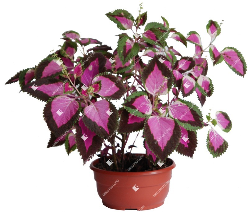 Png potted flower png vegetation (377)