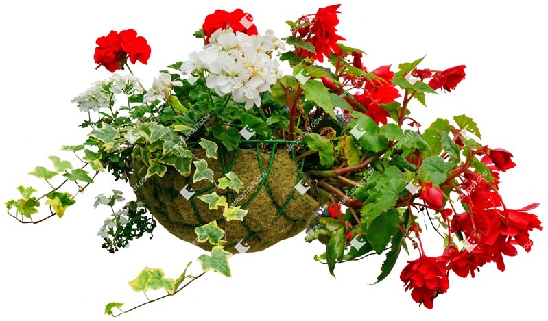 Cut out potted flower png vegetation (4374)