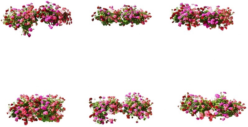 Cut out potted flower vegetation png (4388)