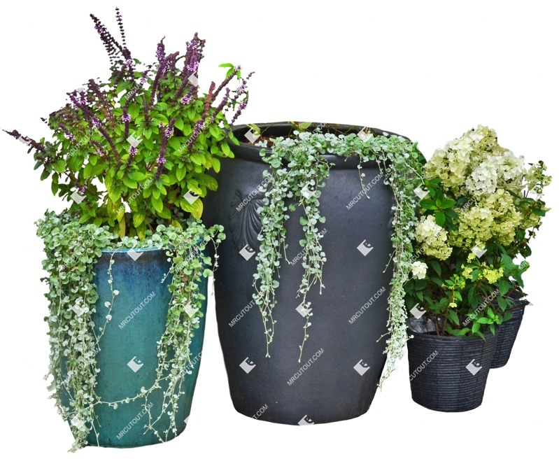 Png potted flower plant cutouts (8819)