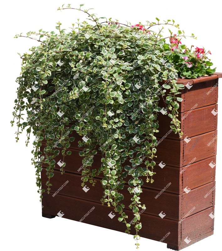Png potted flower png vegetation (12189)