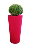 Potted flower buxus sempervirens  (7005) - miniature