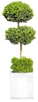 Cut out potted flower buxus sempervirens cut out plants (7820) - miniature