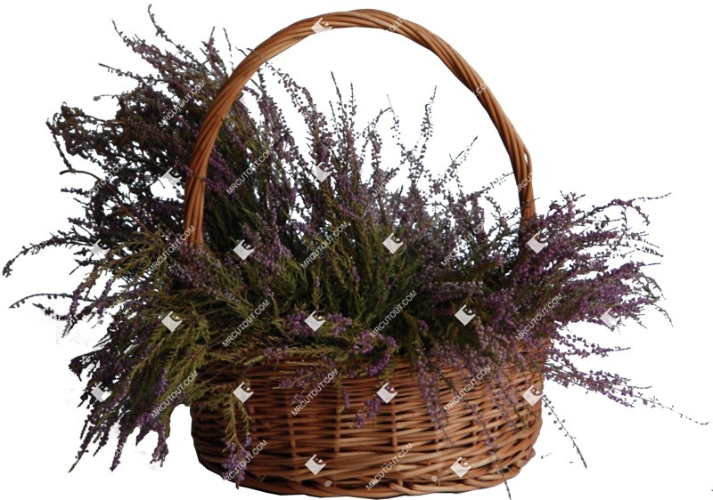 Cut out potted flower caluna other object png vegetation (378) Cut out potted flower caluna other object png vegetation (378)