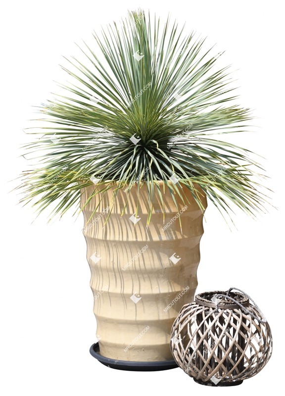 Cut out potted flower dracaena marginata png vegetation (12668)