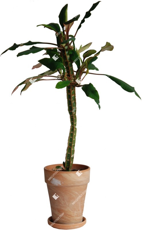 Cutout potted flower euphorbia leuconeura png vegetation (361)