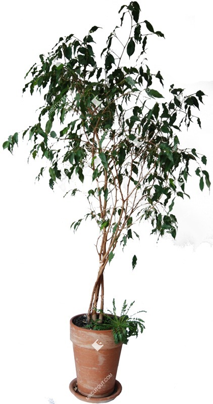 Png potted flower ficus benjamina png vegetation (374)