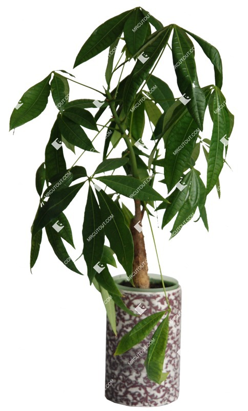Cut out potted flower ficus microcarpa png vegetation (372)