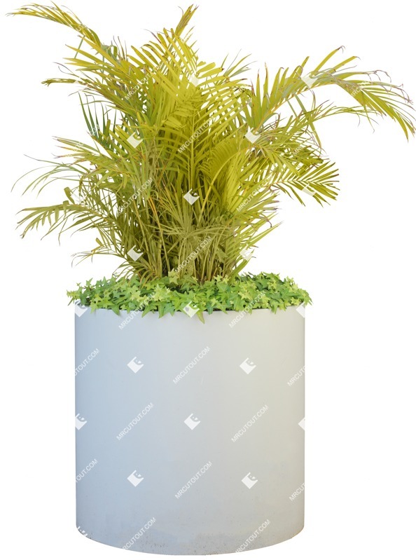 Png potted flower hedera helix plant cutouts (14150)