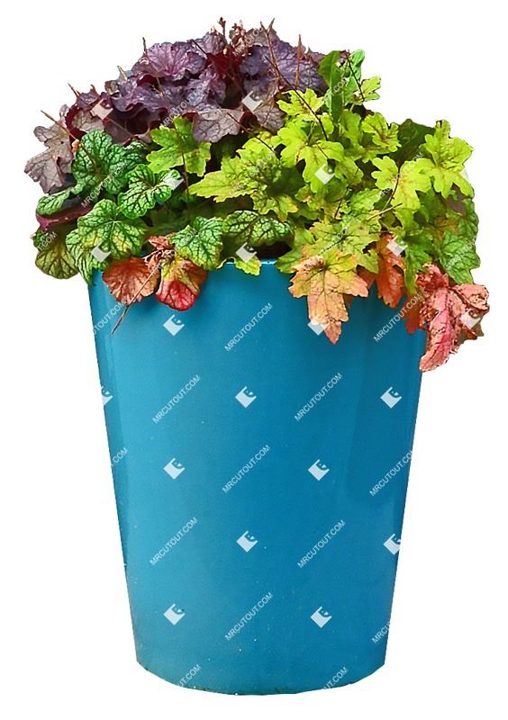 Cutout potted flower heuchera hybrida png vegetation (8157)