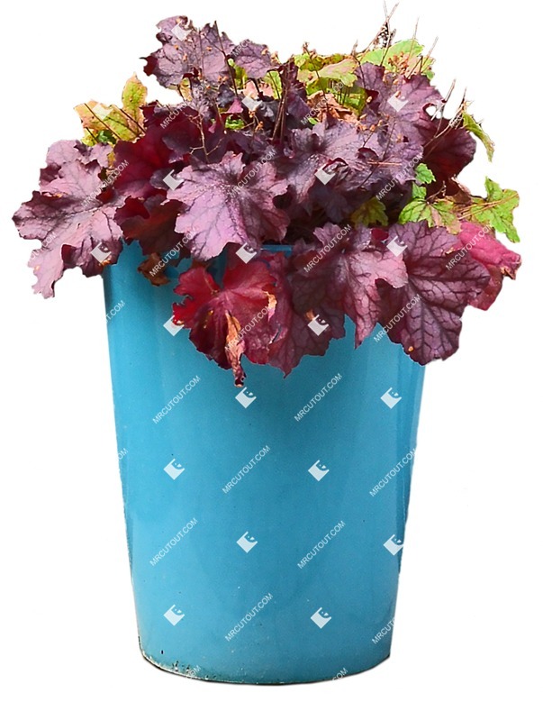 Png potted flower heuchera hybrida png vegetation (8084)