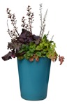 Cutout potted flower heuchera hybrida vegetation png (12437) - miniature
