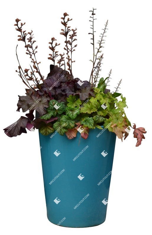 Cutout potted flower heuchera hybrida vegetation png (11324)
