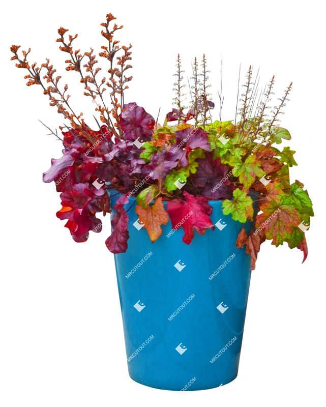 Cut out potted flower heuchera hybrida vegetation png (11323)