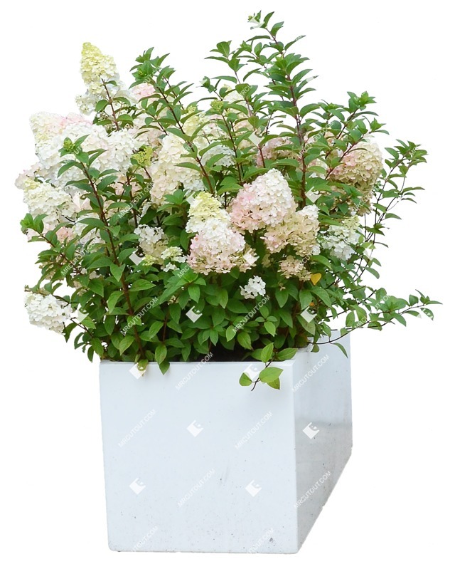 Cut out potted flower hydrangea arborescens plant cutouts (8050)