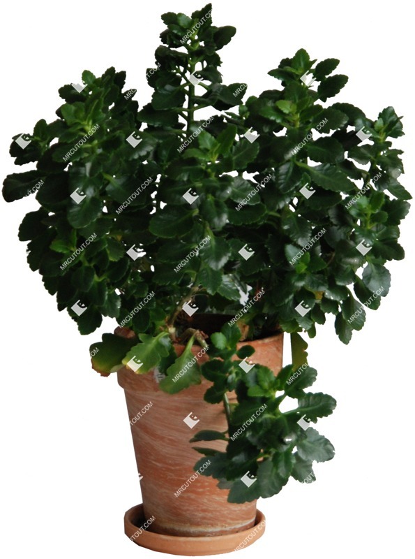 Cutout potted flower kalanchoe blossfeldiana png vegetation (358)