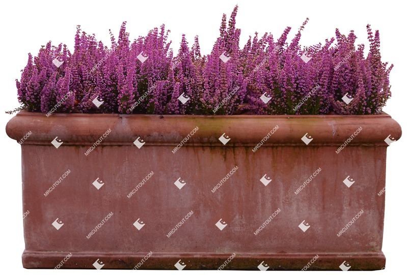 Png potted flower lavandula angustifolia cutout plant (2893)