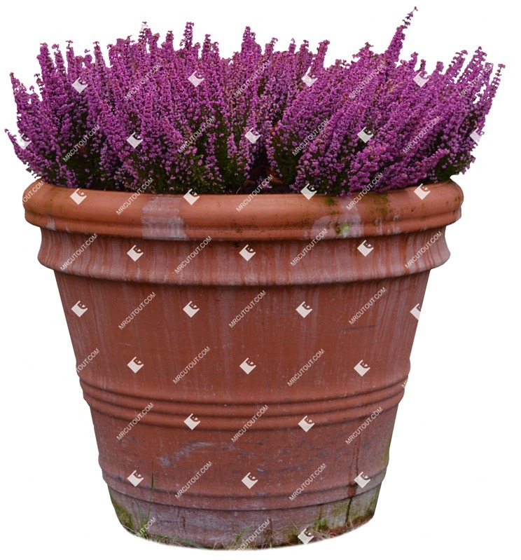 Cutout potted flower lavandula angustifolia cutout plant (2892)