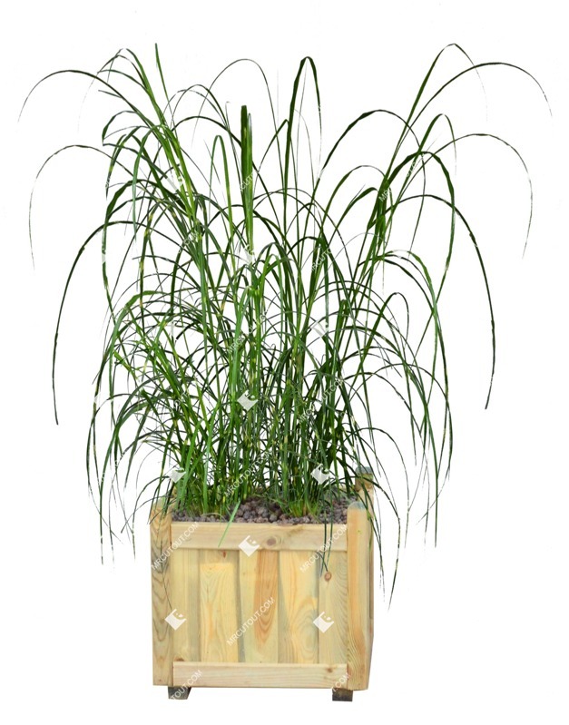 Cut out potted flower miscanthus sinesnsis zebrinus png vegetation (9396)